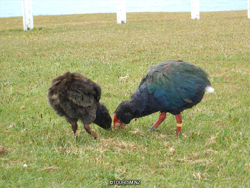 タカへ